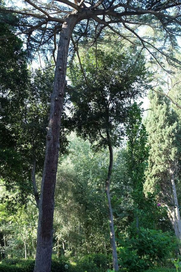 סארוק Suite A Villa D'Orri מראה חיצוני תמונה